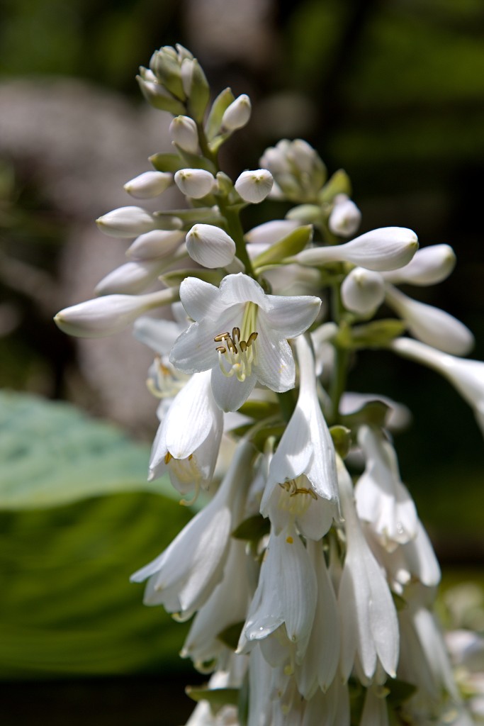 Japanse tuin belgie hasselt koivissen gele Iris ensata koi Cyprinus carpio lente bloesem kersenbloesem voorjaar